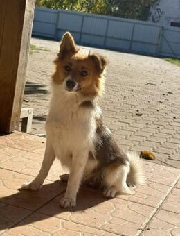 Liza 1,5-jährige Mischlingshündin - Kassel