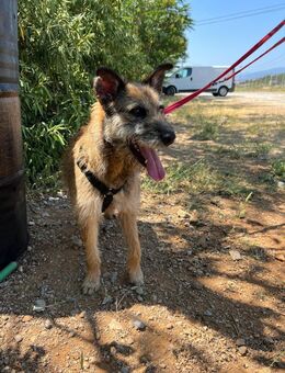 Milli, Terriermix-Hündin auf Heimatsuche - Hamburg