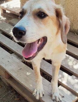 Alan - ein kleiner Engel - Mettmann