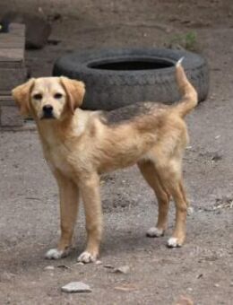 Timba- aufgeschlossen und verspielt - Haan