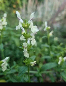 Aufrechter Ziest (Stachys recta) - Horgenzell