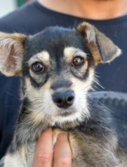 Glückliches Leben für Trilly gesucht - Neuss