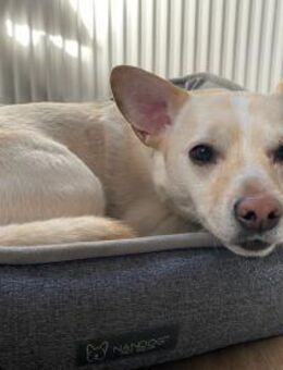 kleiner Jack aus Potsdam - Berlin