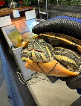 Wasserschildkröten abzugeben - Elz