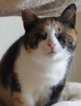 blinde, liebe Vera - Ingolstadt