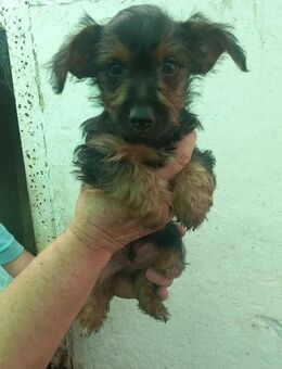 Duke, süßer Yorkshire Terrier Mix Welpe - Remagen