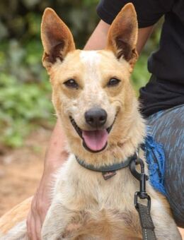 Selva sucht viel Liebe und Zuwendung - Laatzen