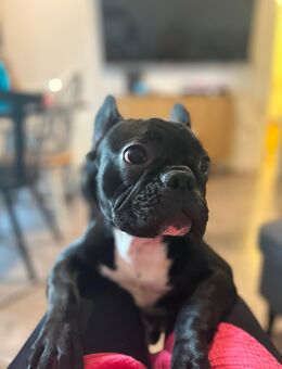 Französischer Bulldog, männlich - Bonn