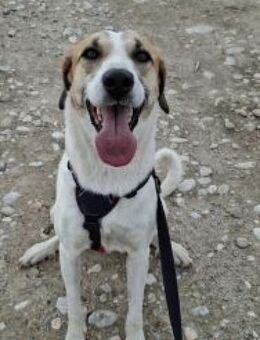 Betty-Alisa - verschmust und verspielt - Mettmann