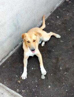 Aron, möchte die Welt kennenlernen - Bonndorf (Schwarzwald)