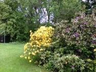 JETZT ANRUFEN UND NÄCHSTES JAHR IHREN SOMMER IM GARTEN IHRES EIGENEN HAUSES GENIESSEN: 01714863595 - Chemnitz