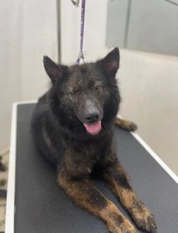 Toller Baron sucht liebevolles Zuhause - Duisburg