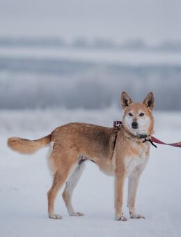 Traumhund Lisa in Kazan - Süderholz
