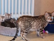 Bengal kitten der Extraklasse / XXL Rosetten in snow, silver und braun - Griesheim