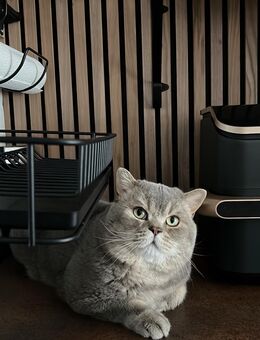 Reinrassige Britisch Kurzhaar Kater 320€ - Neuss