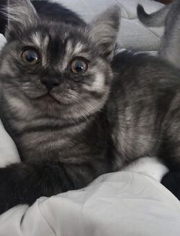 Britisch Kurzhaar kitten weiblich (bis 13.7 ) - Bergkamen