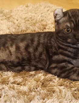 Zärtliches Katzenbaby Amerikan Curl - BKH Mischung - Berlin Charlottenburg-Wilmersdorf