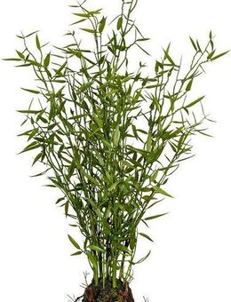 Künstliche Zimmerpflanze Bambus im Moosballen Bambus, Creativ green, Höhe 60 cm