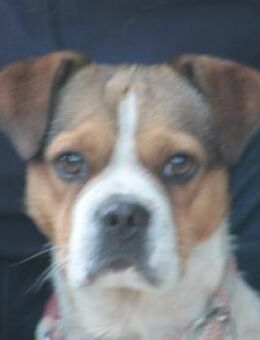 Bosley - liebt die Menschen - Lohmar