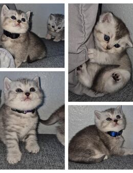 BKH Babys suchen ihr Für-Immer-Zuhause - Hamburg Hamburg-Mitte