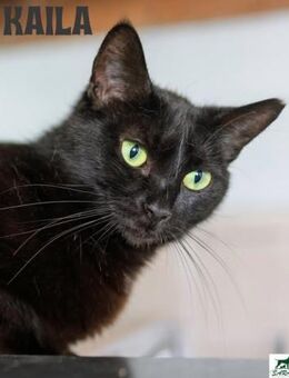 Katze Kaila - Bochum