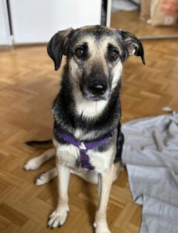 Medea sucht ihr Zuhause - Fronreute