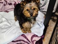 Yorkshire Terrier Welpen mini baby antialergika