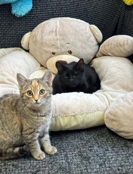 Fee & Toffee suchen Kuschelplatz - Walluf