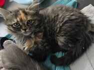 Maine coon- persermix Kitten - Korswandt