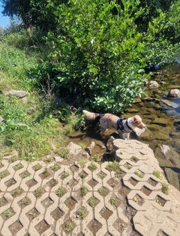 Australian shepherd sucht ein schönes neues für-immer Zuhause! - Ennepetal (Stadt der Kluterhöhle)