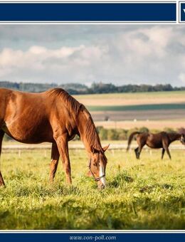 Traumhafter Pferdehof in idyllischer Alleinlage - Bad Iburg