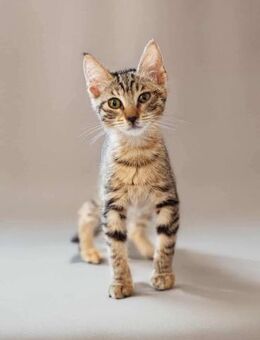 Agnes, fröhliches Tigermädchen, ca. 5 Mo - Vaterstetten