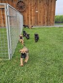 Reinrassige Boxerwelpen mit Papieren vom DRC in 49599