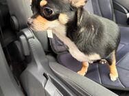 Chihuahua Hündin sucht ein neues Zuhause - Stadtallendorf