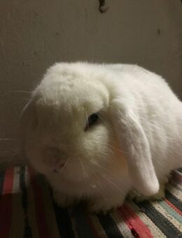 Zwergwidder weiss Blauauge - Bischofsheim