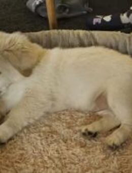 Coolio Kokonimix Rüde 4 Monate in 41751 - Reutlingen