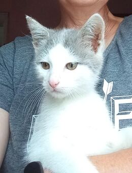 Liebes Katzenbaby Kater - Roigheim