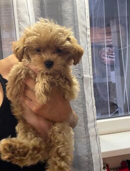 Maltipoo Mischling (R&W) - Erlensee