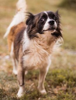 Klein Charlie💗 lieber Pekinesen-Mix-Bub - Hamburg