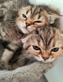 2 goldene Perser-Mix Kätzchen – kleine Schätze suchen ihr Zuhause ✨🐾 - Wittenberg (Lutherstadt)