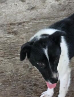 Abby - einfach weggeworfen - Dreikirchen