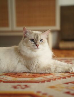 Katzen Pärchen abzugeben - Stuttgart