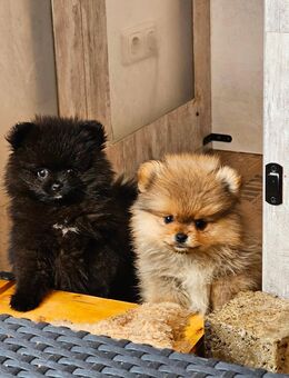 Pomeranian / Zwergspitz Welpe suchen ein Zuhause - Wiesau