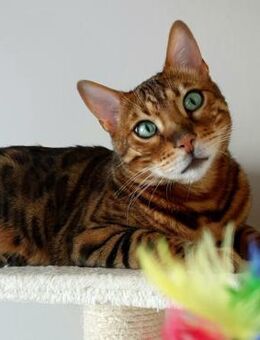 SIMBA&FELIX - Betzenstein