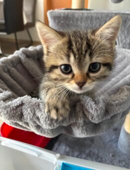 Kitten abzugeben - Weißenburg (Bayern) Zentrum