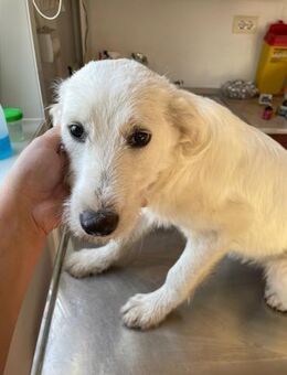 💜Sanfte Hündin Everest 🐾✨ - Eislingen (Fils)