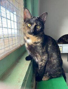 Verkuschelte, liebevolle CABALLE! - Geilenkirchen