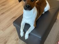 Unser Zeus (Jack Russel) sucht liebevolles Zuhause - Aldenhoven