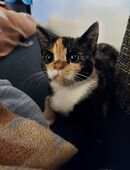 Maine-Coon-Mischlings Katze Weibchen in 26382