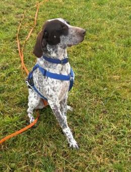 Vito- aktiver lieber Rüde - Kallmünz